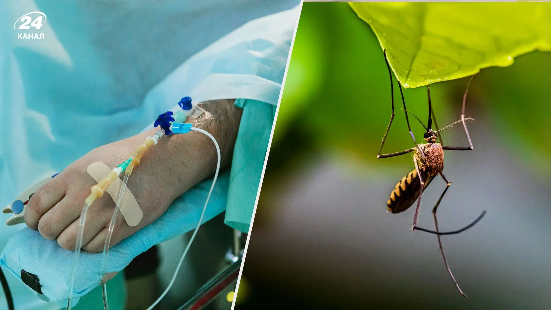 Хвороби, які передаються через укуси комарів, швидко поширюються в Україні. Перші випадки вже були зафіксовані.