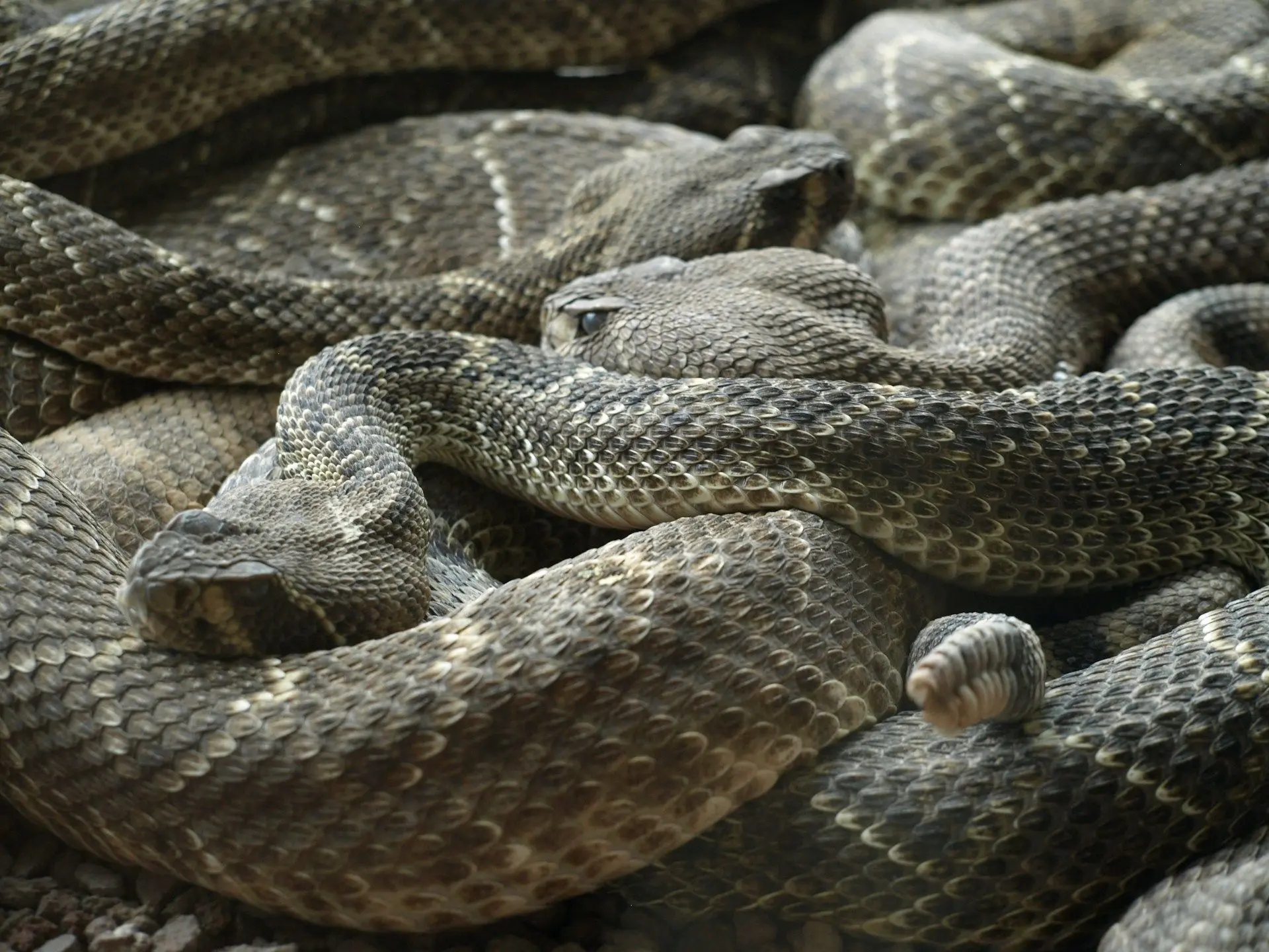 Вчені розробили універсальний протиотрут, який ефективний після укусу найнебезпечніших змій.