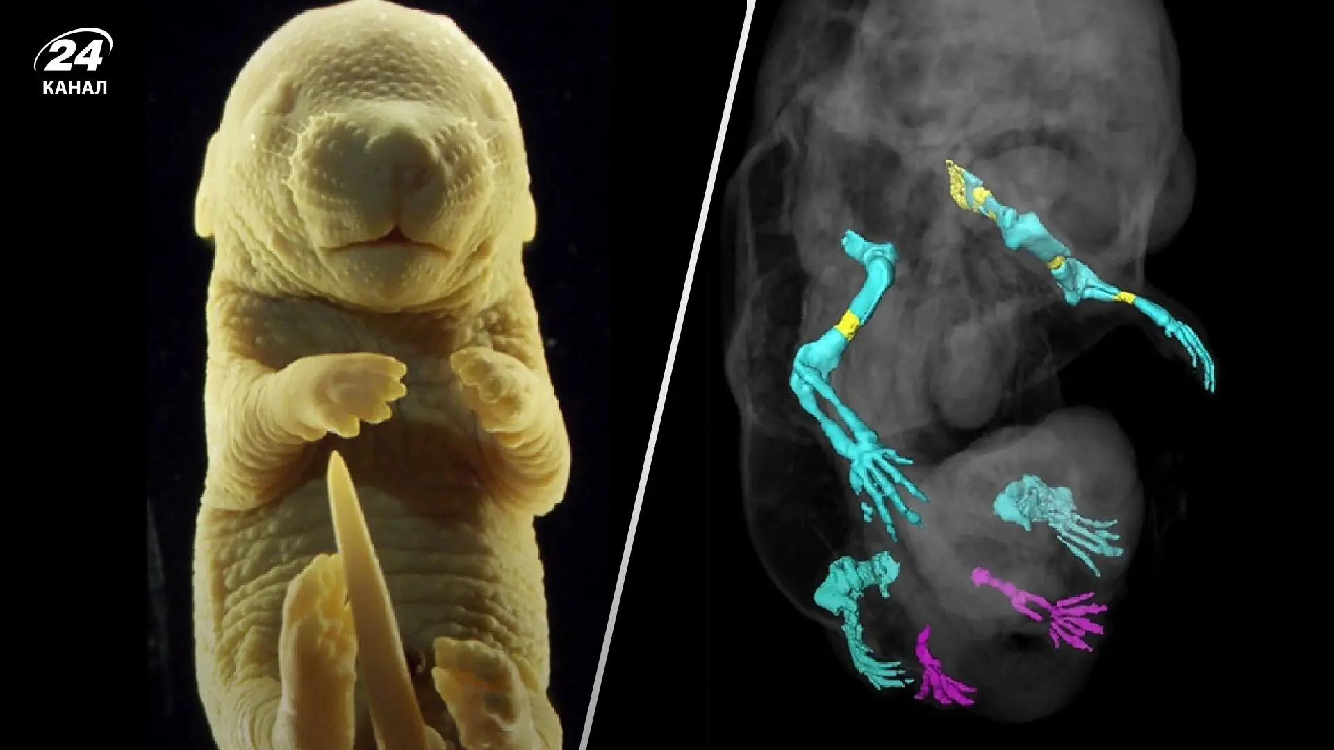 Вчені успішно створили ембріон шестипальцевої миші: як це допоможе науці?