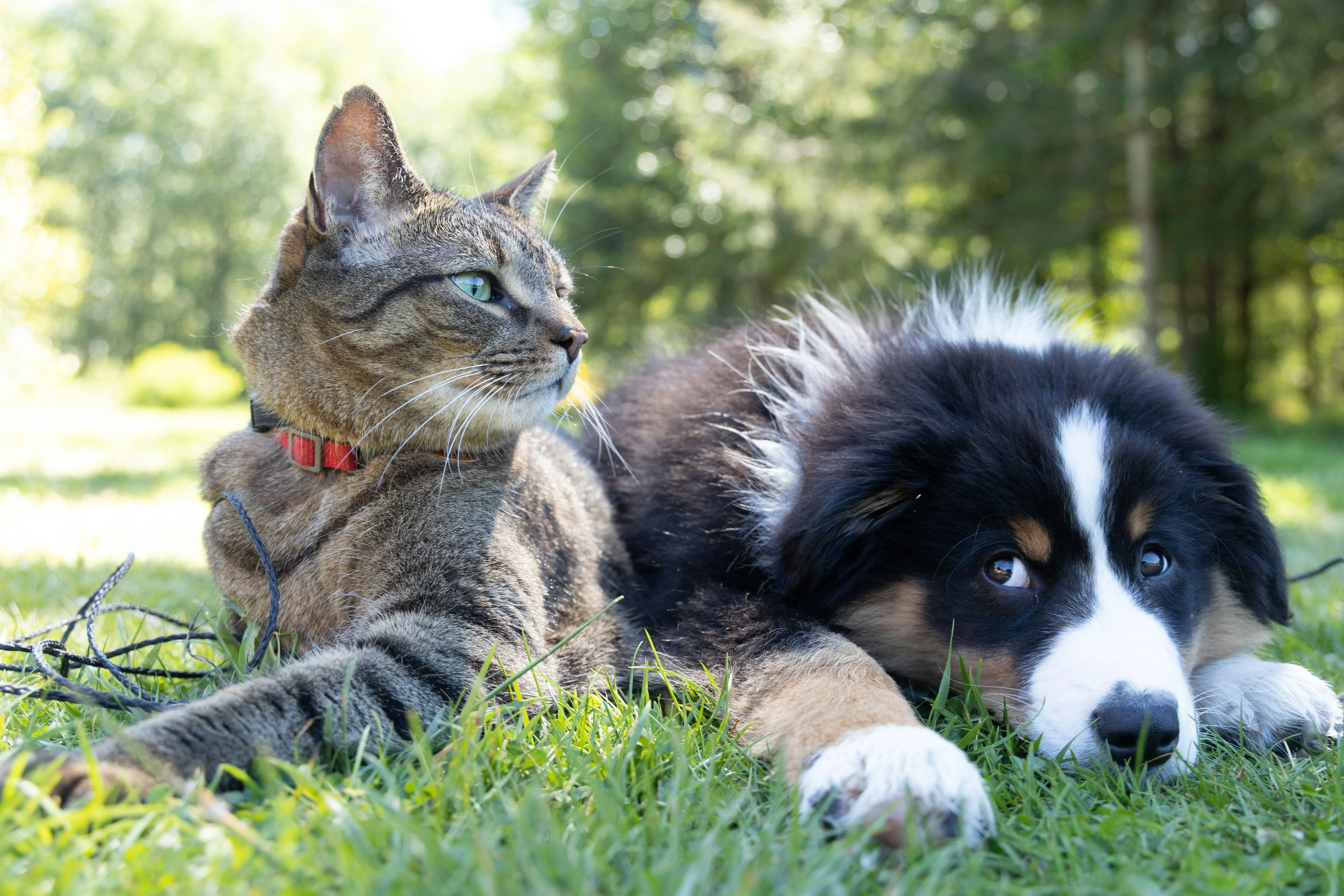 Алергія на собак у котів: що вважають ветеринари