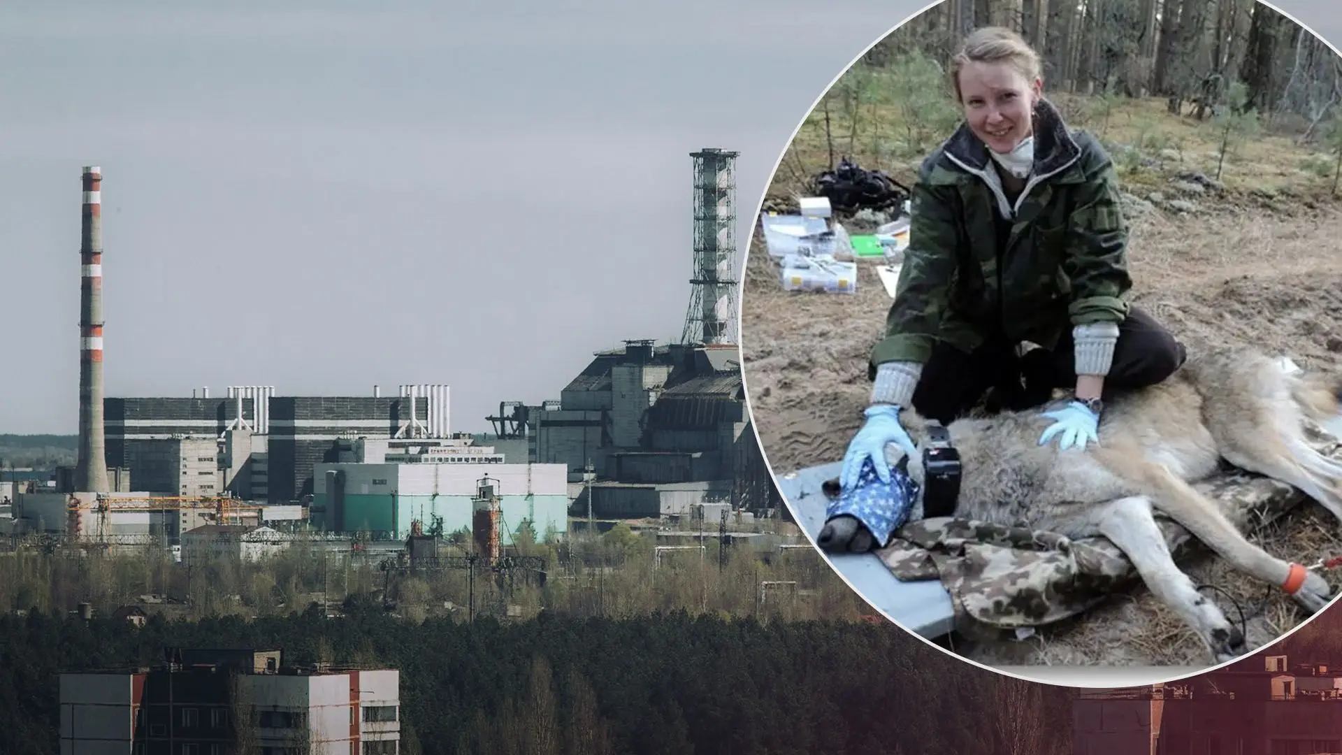 У вовків, що проживають в Чорнобильській зоні, розвинулася стійкість до онкологічних захворювань. Як це може допомогти людям?