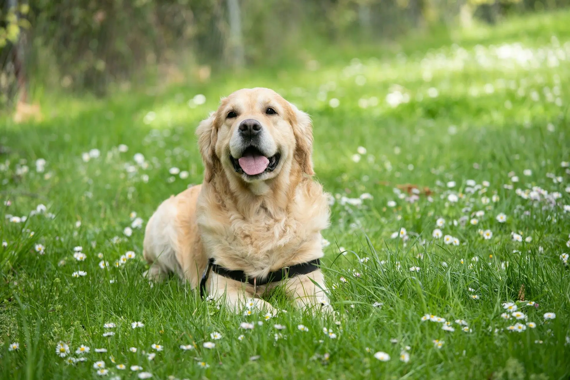 Собаки були навчені розпізнавати психічні захворювання за запахом.
