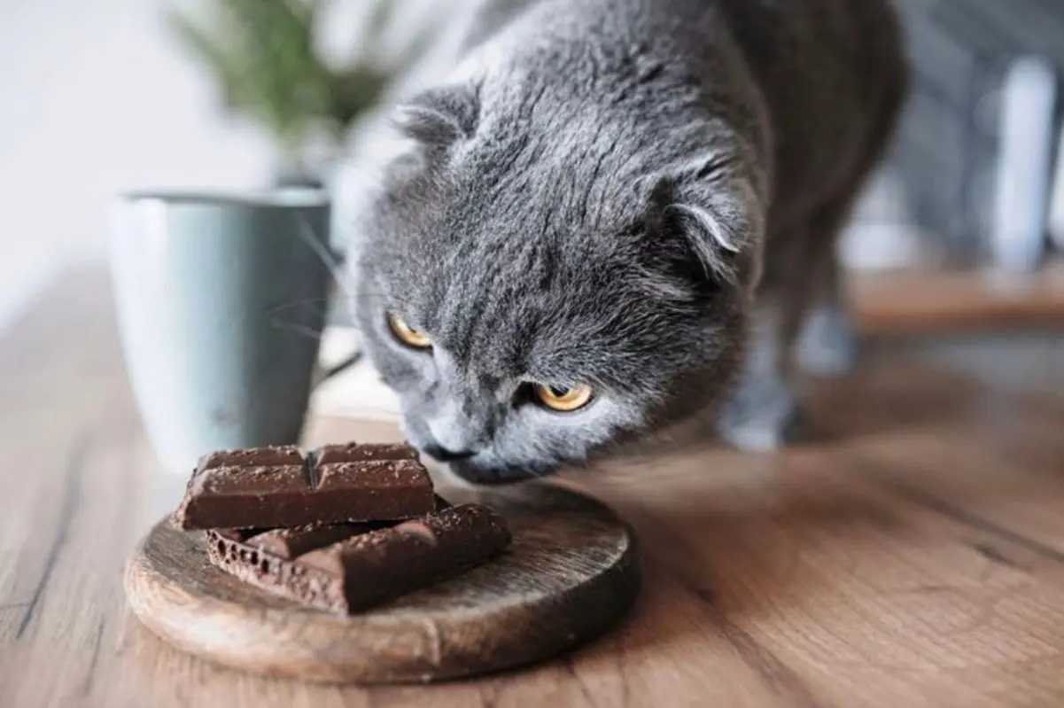 Чи є правда в твердженні, що котам не можна шоколад? Як впливає солодке на наших пухнастих домашніх улюбленців?