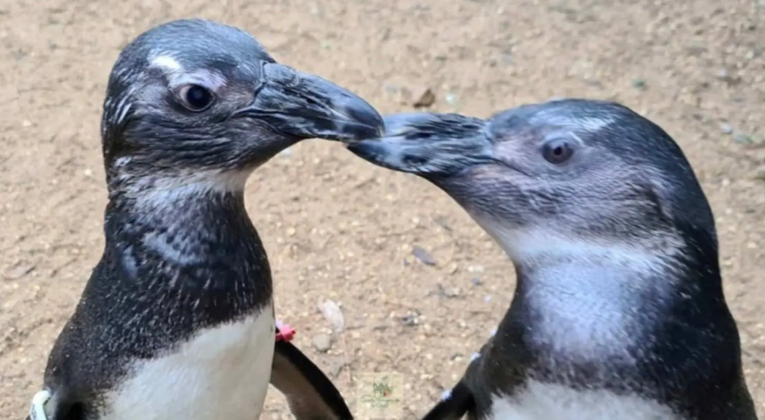 У Великій Британії з'явився "пінгвін-наставник", який допомагає своїй хворій подрузі: милі фотографії.